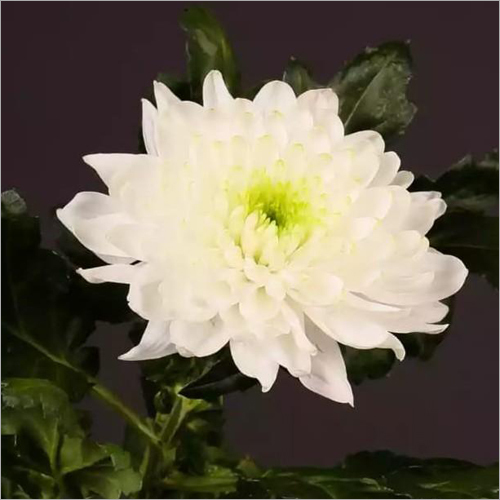 Chrysanthemum Laika Flower Plant