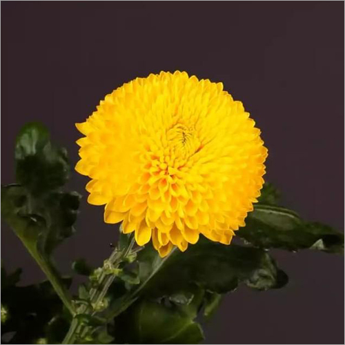 Chrysanthemum Poladov Flower Plant